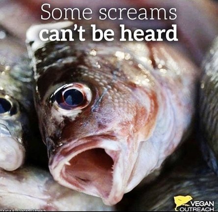 gianni_runco's tweet photo. Le stime migliori ci dicono che tra 40 e 140 miliardi di pesci vengono allevati ogni anno, mentre sono tra gli 830 e i 2400 miliardi quelli pescati globalmente. Numeri davvero impressionanti. #animalrights #govegan #plantbased #crueltyfree  #Vegan #veganfood #savethefishies https://t.co/99aW62AsMC