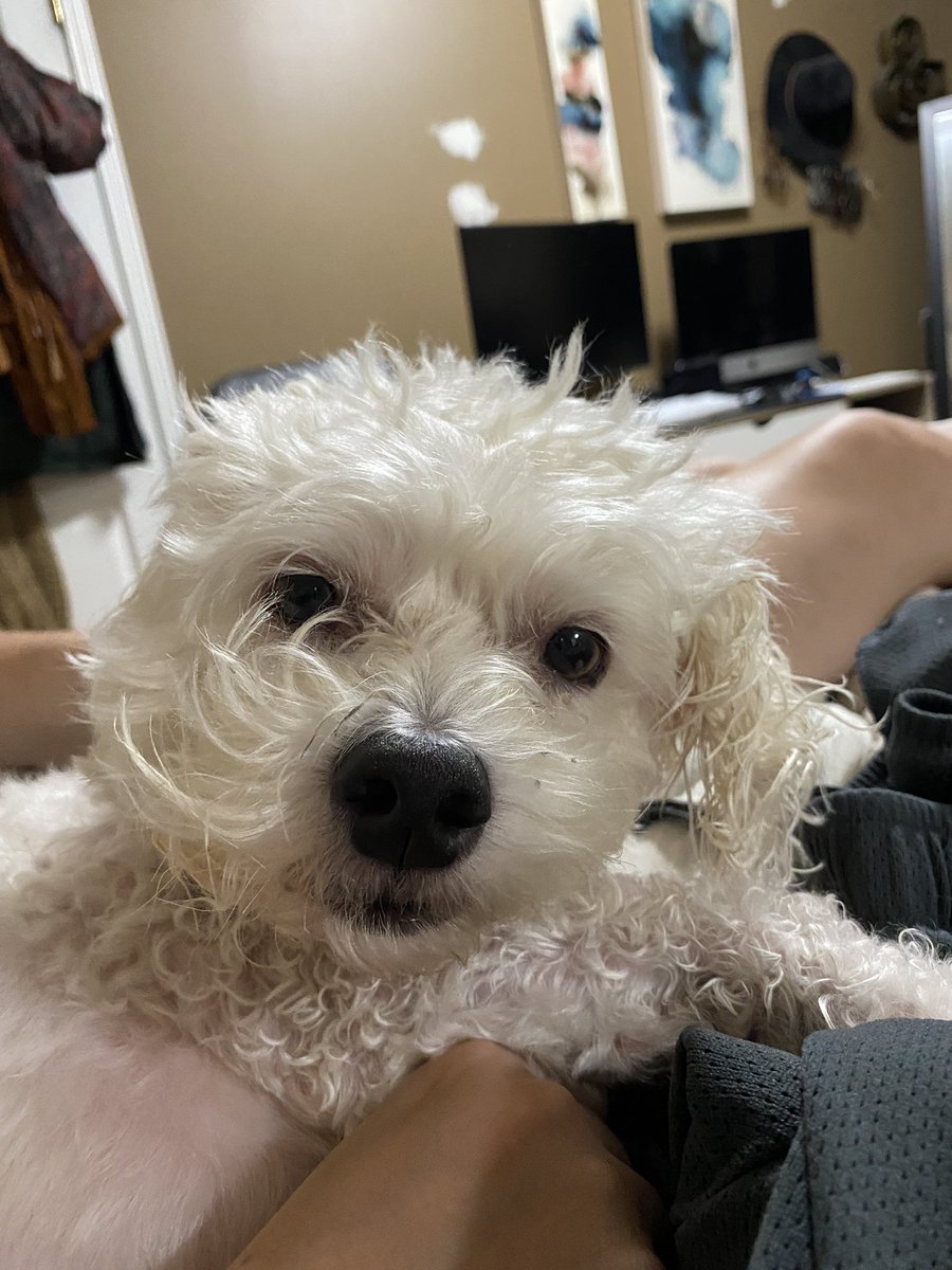 teagansnaps's tweet photo. Gm friends👋 

This is Cloey if you haven’t met her yet. She says gm too. Actually, looks more like she’s saying “why tf am I awake, you just bathed me now leave me alone” https://t.co/J29Lu7Fwl3