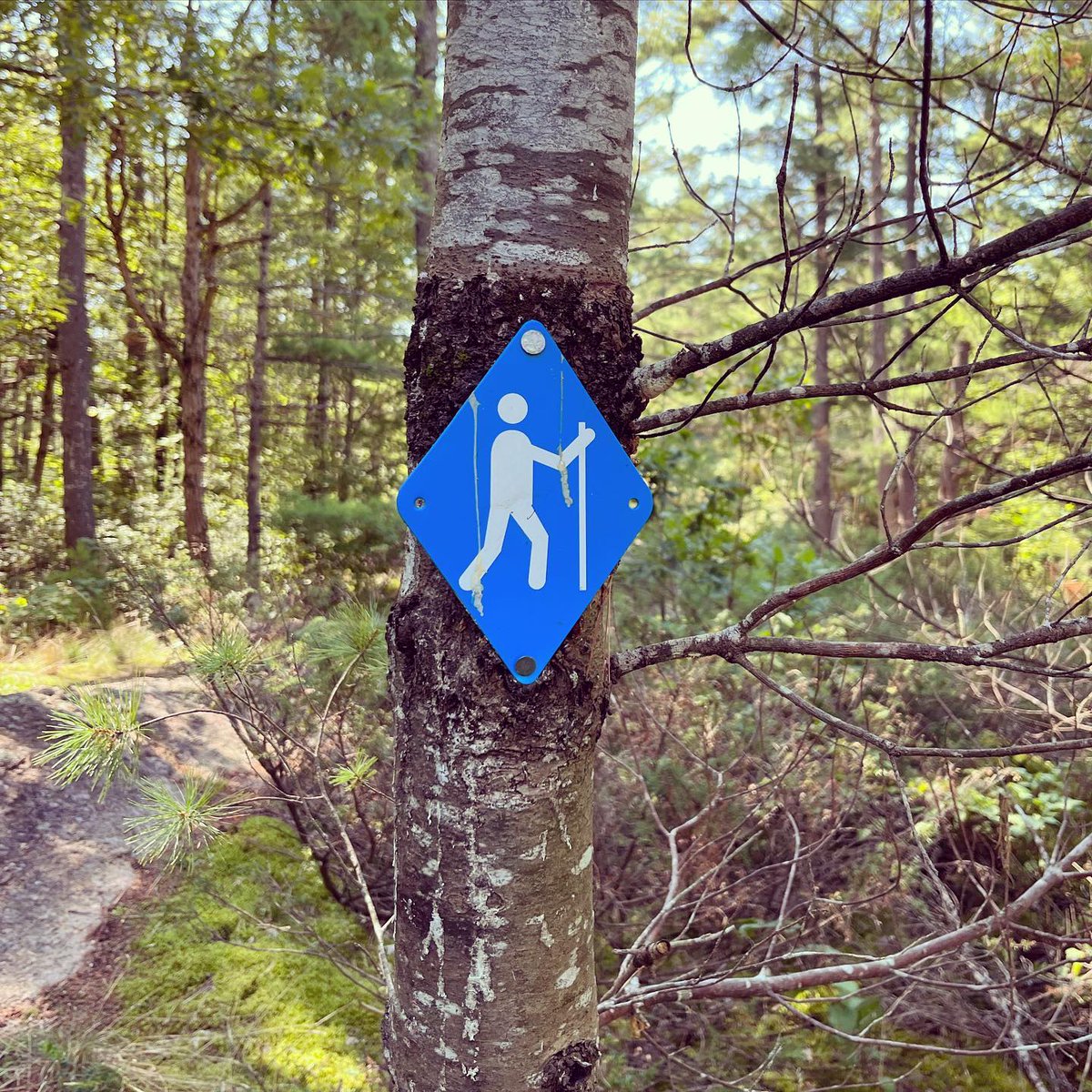 The Trent-Severn Trail Towns have a lot in common that connect them as a greater whole. Having gorgeous hiking trails is one of those common elements. 

 tswtrailtowns.ca
📸 @hiking_and_adventures

 #TSWTrailTowns #hikingadventures #DiscoverON