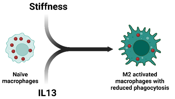 Cathy Fromen (@cfromen) on Twitter photo Every wonder what which main factors dominate in driving macrophage polarization in fibrosis? Check out our recent <a href="/BioMaterSci/">Biomaterials Science</a> paper led by <a href="/FromenLab/">FromenLab</a>'s @BombKartik in collab w/<a href="/AKloxinGroup/">April Kloxin Group</a> to learn all about it: pubs.rsc.org/en/content/art… Every wonder what which main factors dominate in driving macrophage polarization in fibrosis? Check out our recent <a href="/BioMaterSci/">Biomaterials Science</a> paper led by <a href="/FromenLab/">FromenLab</a>'s @BombKartik in collab w/<a href="/AKloxinGroup/">April Kloxin Group</a> to learn all about it: pubs.rsc.org/en/content/art…