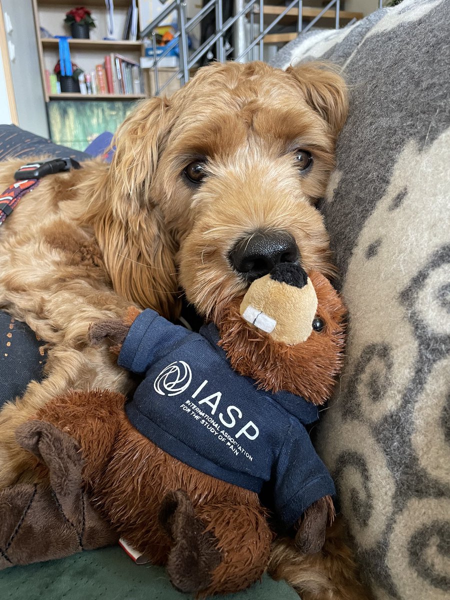 malinramne's tweet photo. Just arrived home after attending #IASP2022 last week. Puppy had surgery while I was away, so I promised to bring him a Bucky the Beaver. I think the results speak for themselves regarding the beneficial effect of stuffed animals on pain 😌 @IASPpain https://t.co/lx352sXcqW