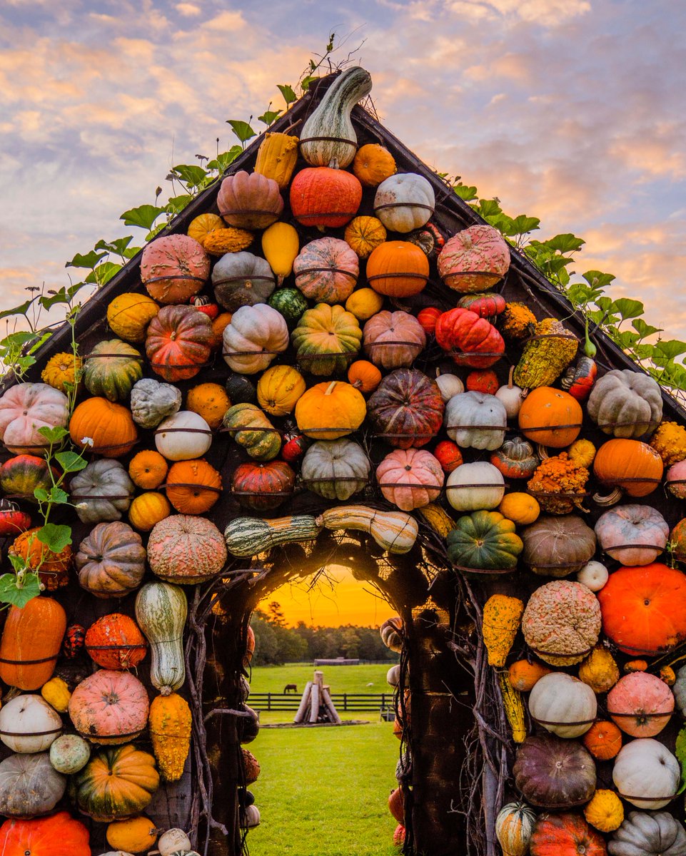 PAllenSmith's tweet photo. I had to share this shot I took yesterday evening of the famous pumpkin house at Moss Mountain Farm. I simply love to create this spectacle for our visitors each year! And isn't the sky beautiful? ๐
#pallensmith #pumpkinhouse #falldecor https://t.co/idwUhuWLgT