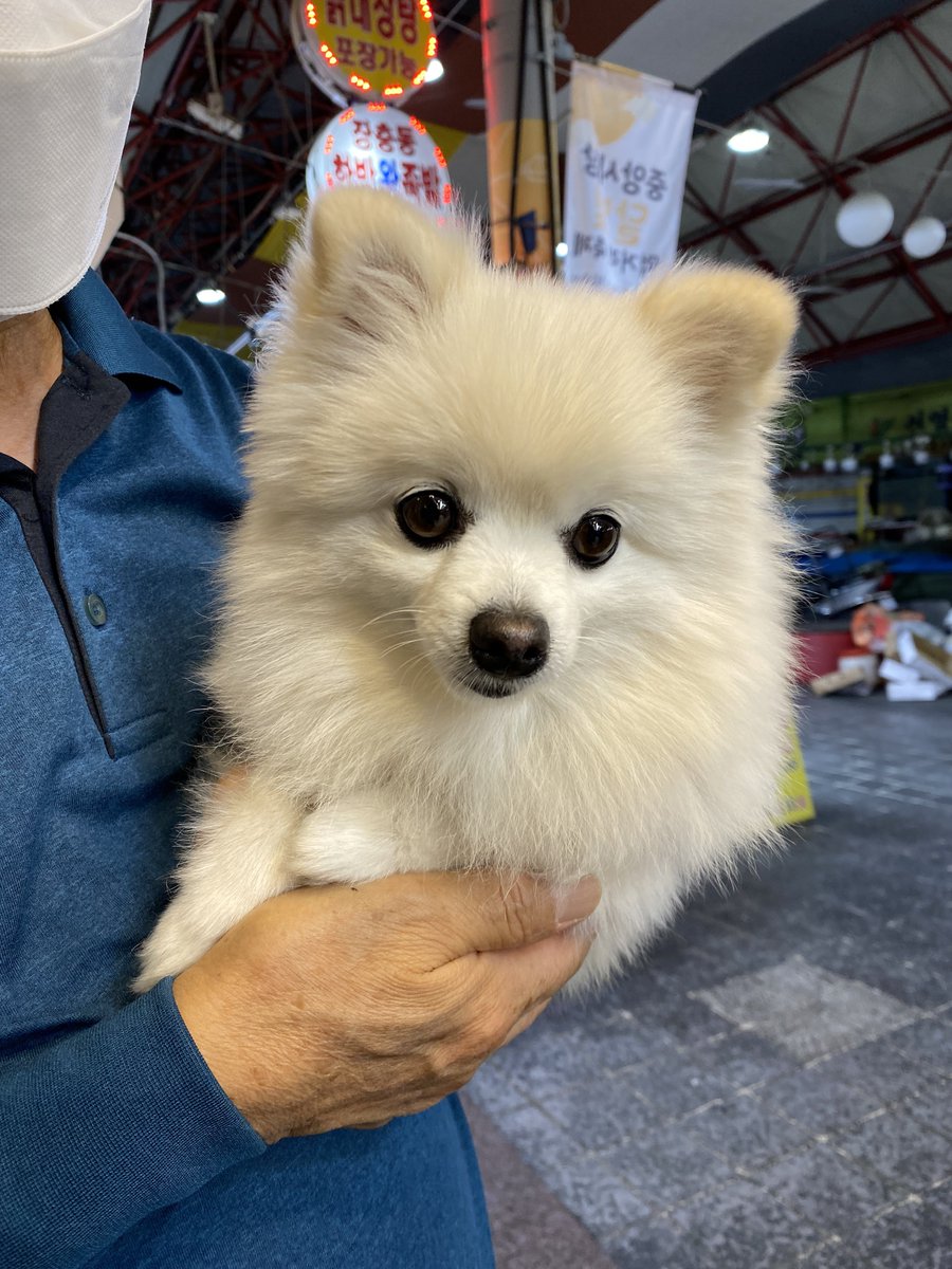 thregiprincess's tweet photo. 술먹는데 모르는 아저씨가 강아지 보여주고감 https://t.co/94Fm4NAlxM