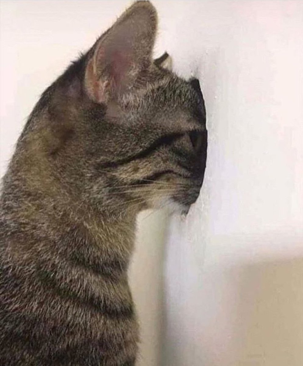 DontShowYourCat's tweet image. don't look behind you