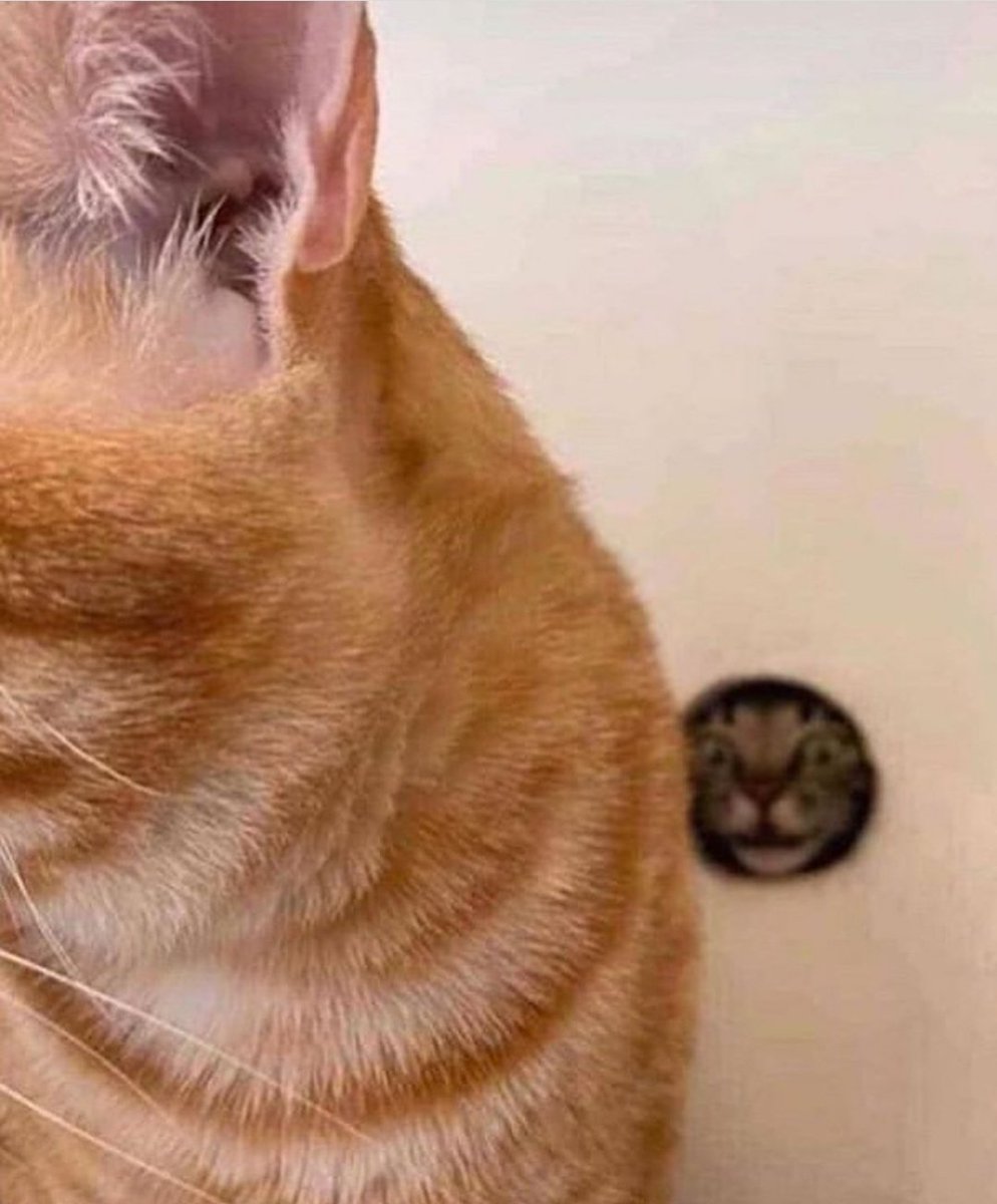 DontShowYourCat's tweet image. don't look behind you