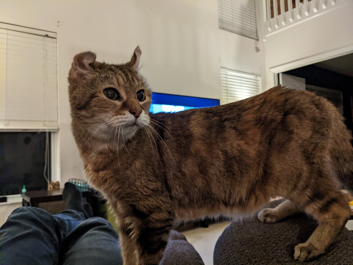 #HeyJB our cat is blocking our view of you. 😊