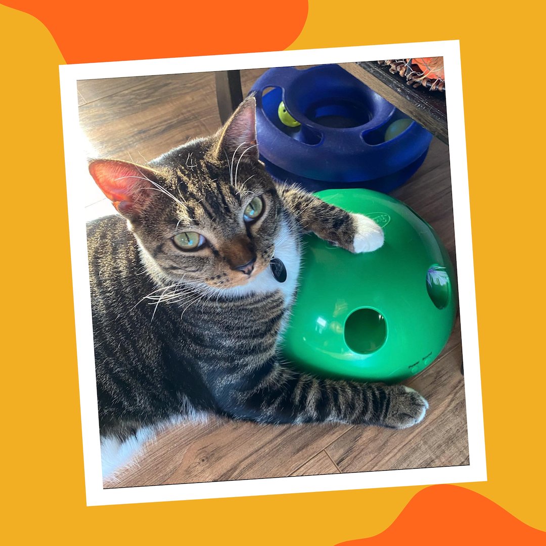 BestPets tweet picture