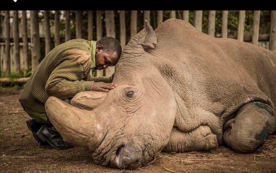 Saying goodbye to a species, the very last male Northern White Rhino. A powerful photo of 2018.