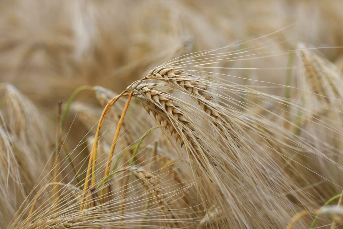 Evalúan el impacto del cambio climático en cebada y trigo Un estudio del @conicetdialoga y la Facultad de Agronomía de @UnicenARG, del que participó el @intaargentina, confirmó que las noches cálidas aumentan el impacto de Fusariosis de la espiga. → bit.ly/3CdN9Uj