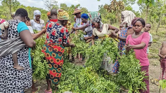 vert_togo's tweet photo. L’implication des #femmes d’Ando-Kpuive et de #Tagba dans la gestion des #forêts communautaires renforcée
👇👇👇👇
https://t.co/BupdSReMR5 https://t.co/FPxvv7wrI9