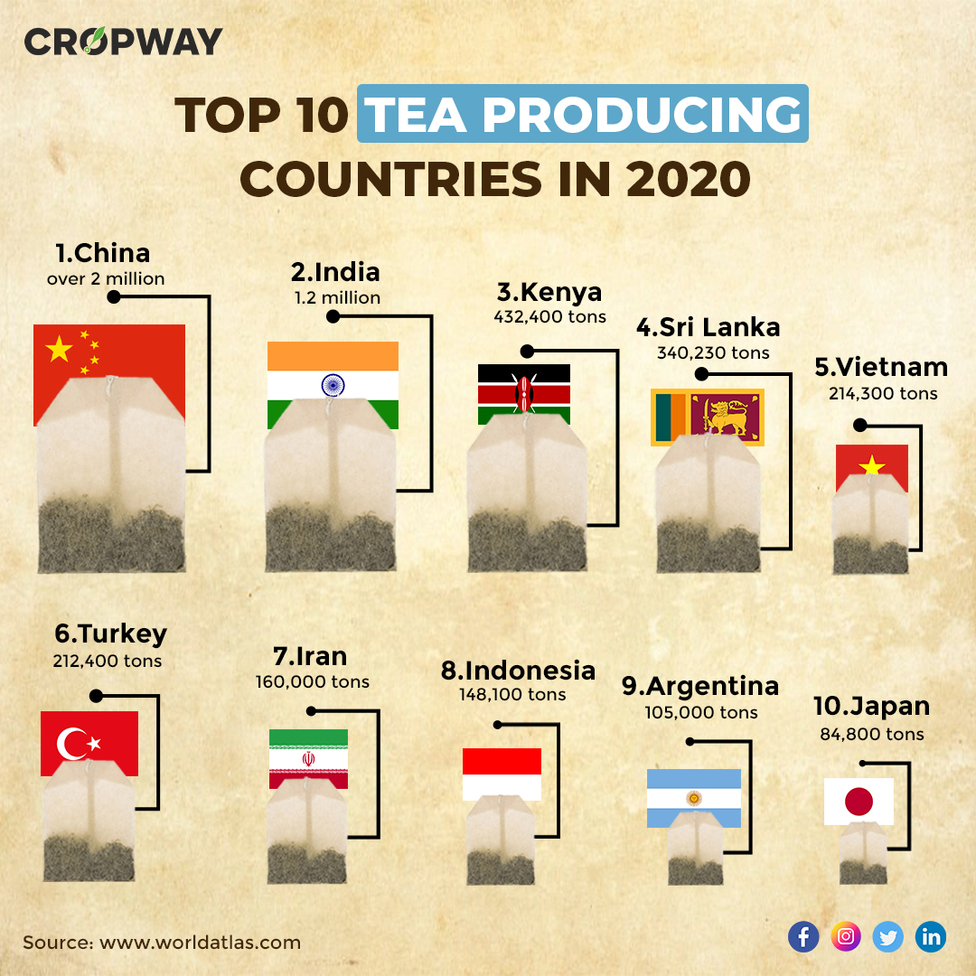 Top 10 Tea Producing Countries in 2020: What are your thoughts comment below? 
.
.
.
#teafarm #tea #teagrowing #regenerativefarming #farming #agmarketing #farmlife #teaplantations🌿 #teafarmer #agriculturemarketing #agribusiness #Cropway #Producers #SupplyChain