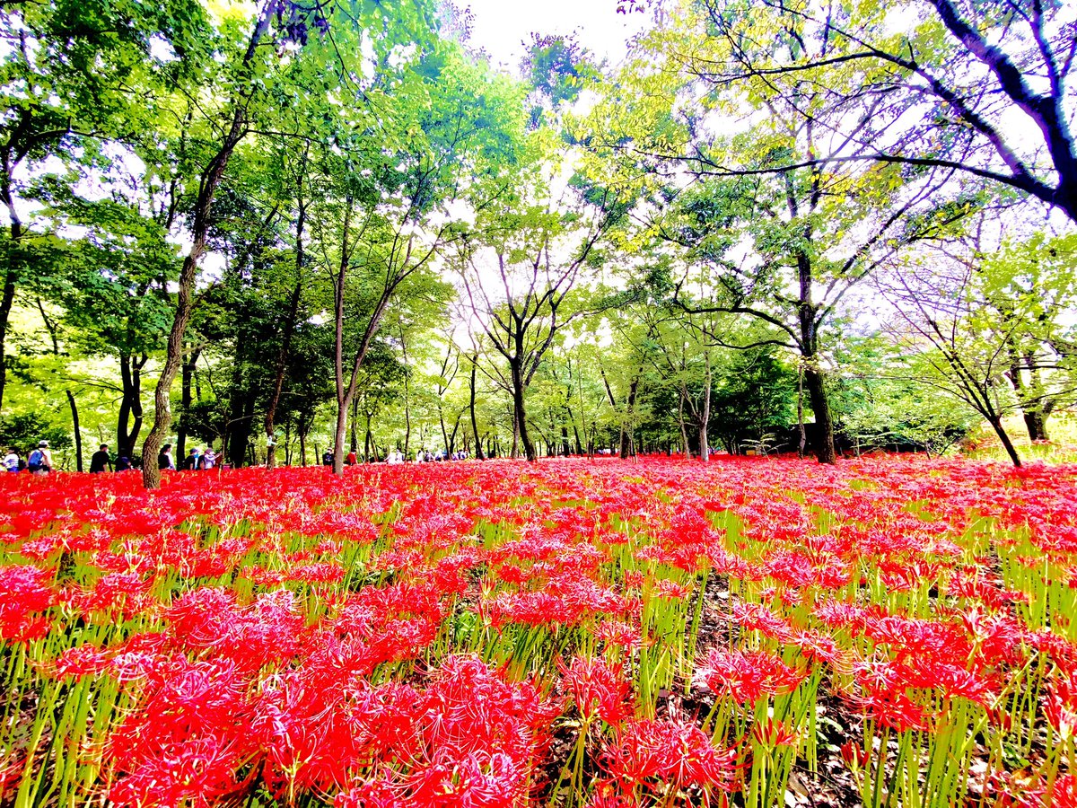monpenchan333's tweet photo. 埼玉県日高市
#巾着田
#曼珠沙華
#花 https://t.co/Wz01XZDuea