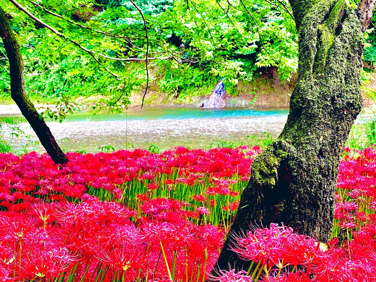 monpenchan333's tweet photo. 埼玉県日高市
#巾着田
#曼珠沙華
#花 https://t.co/Wz01XZDuea