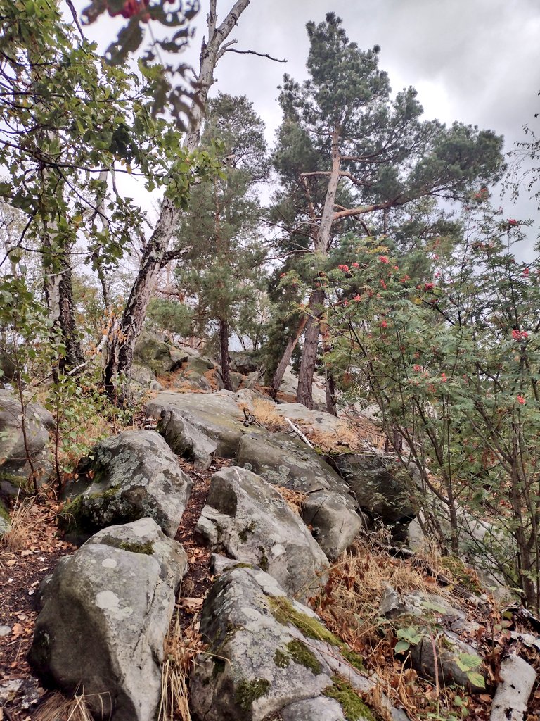 squirrelpics1's tweet image. Auf dem #Hoppelberg bei #Langenstein 😊