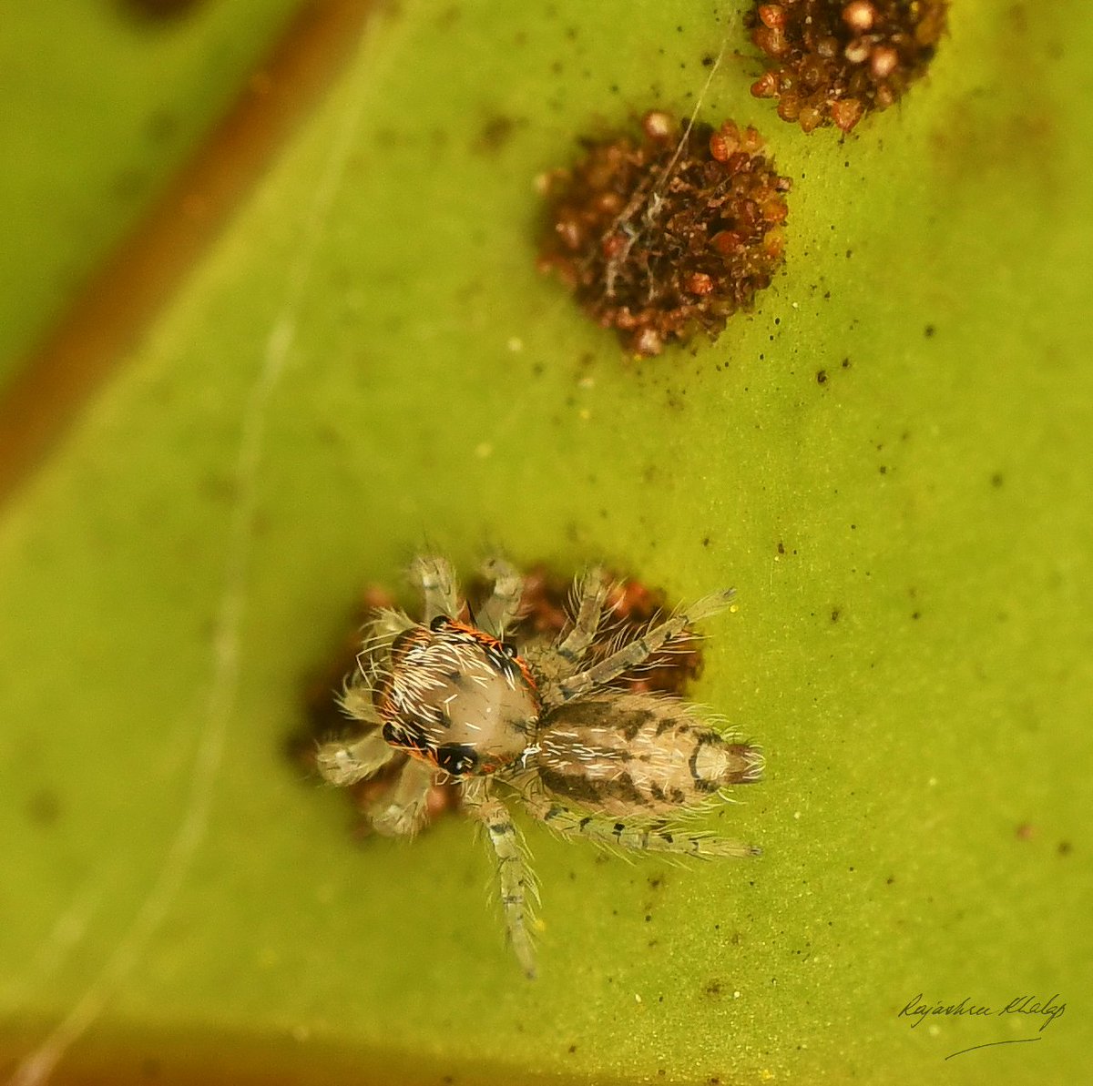 RajashreeKhalap's tweet photo. Very tiny juvenile jumping spider, sitting on a fern sorus for scale. In our garden near Alibag, Konkan Coast. #spider #NaturePhotography #wildlife #spidersofIndia #ferns https://t.co/2Oqrl28oAU