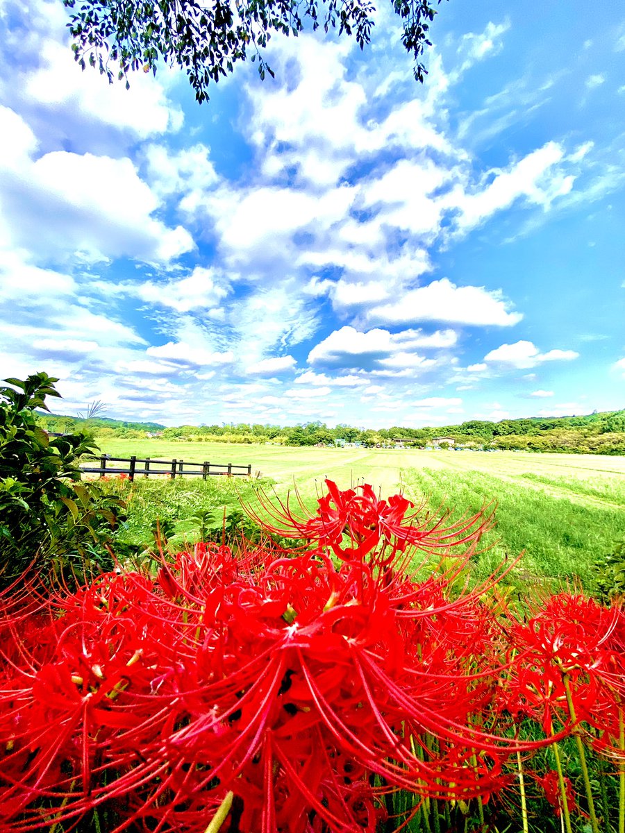 monpenchan333's tweet photo. #曼珠沙華 キレイでした✨
✿ﾟ❀.(*´▽`*)❀.ﾟ✿
お空にバンビと魔法使いのおばぁちゃんがいました👀✨
#空 https://t.co/gdOo2hNNS9