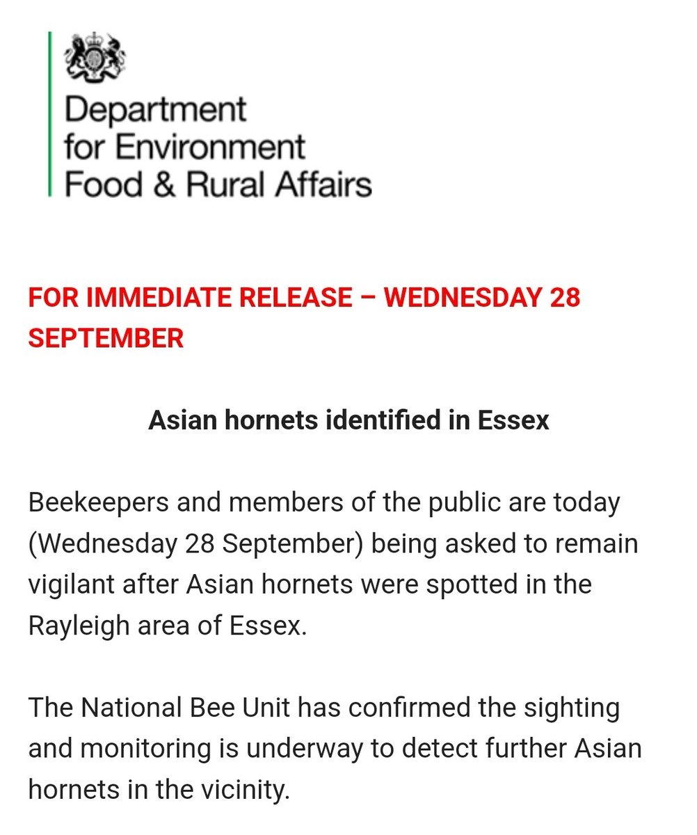 NOT NOW, ASIAN HORNETS