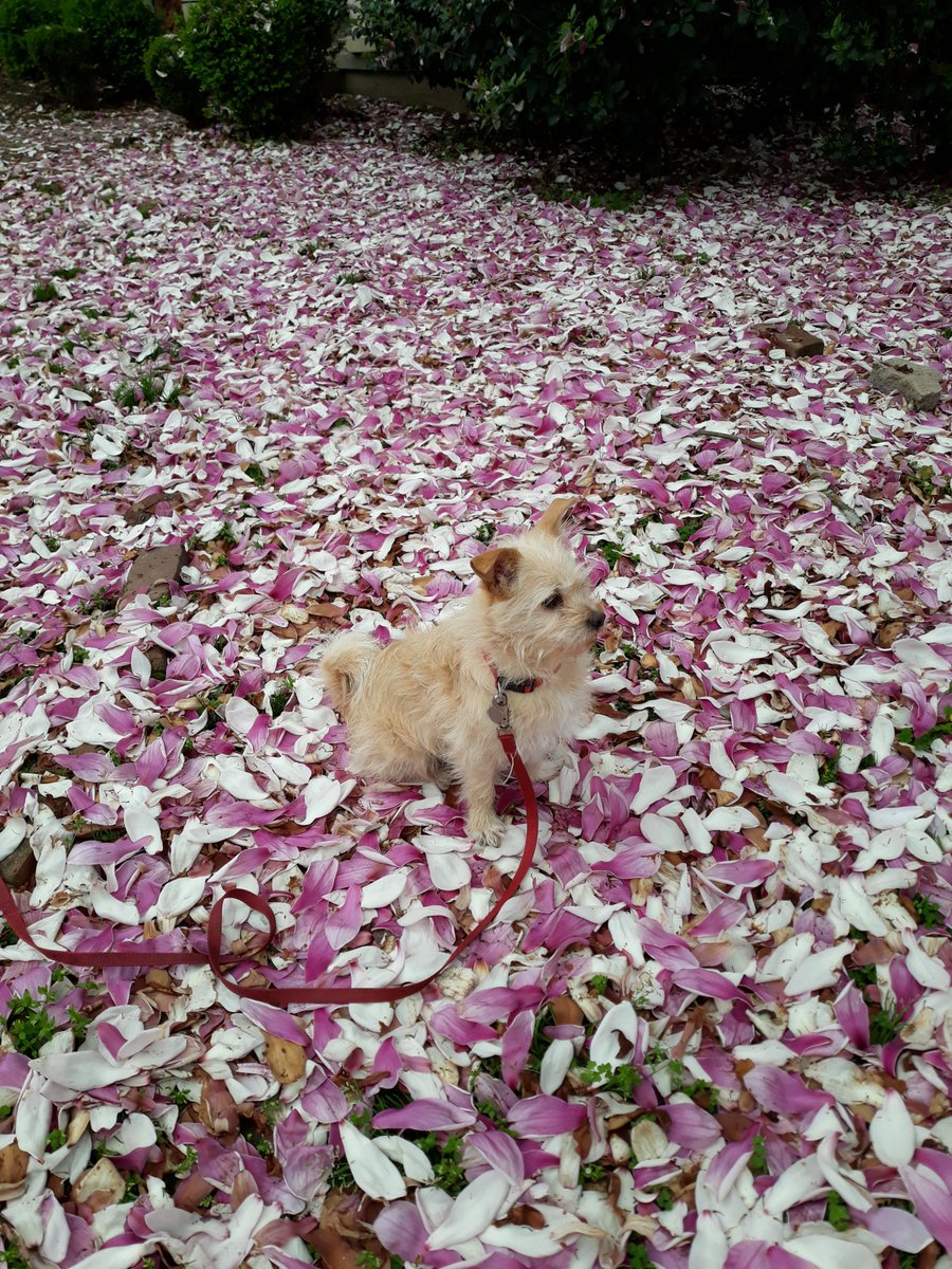 Fern Hallman tweet media