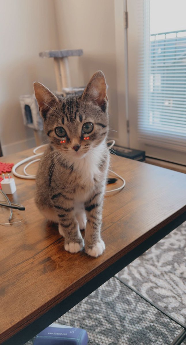 lol_cb3's tweet photo. He really is the cutest https://t.co/V6TGrU2ywC