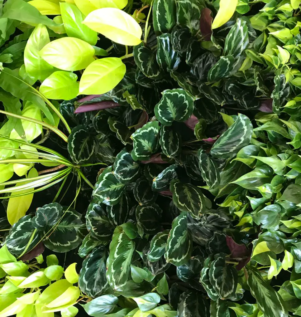 Our #Biowall at 161 Washington St greets visitors in this lovely office lobby. We worked w @lakashconstructorsinc &amp; @meyer_inspires to build out this #interiordesign vision &amp; completed install in 1 day, efficiently bringing this room to life.