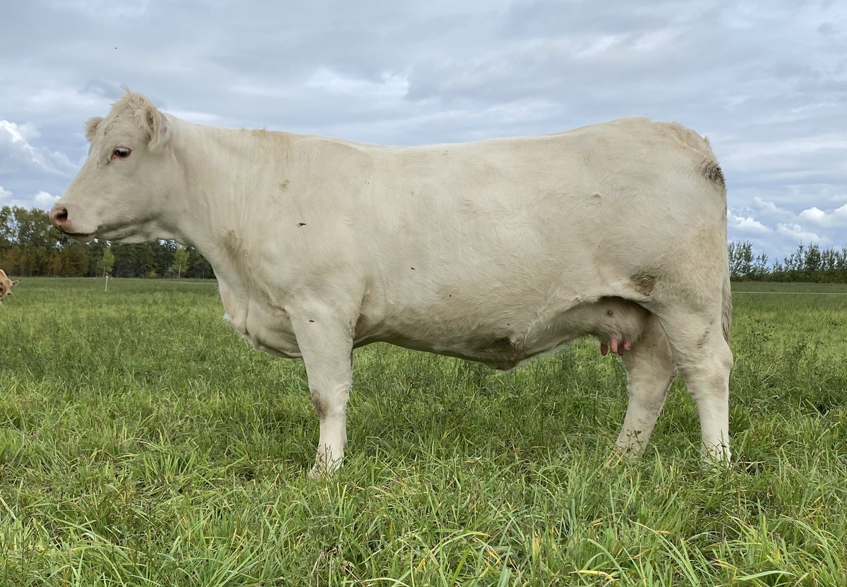 Lot 17 <a href="/FallFeature/">Fall Feature Charolais Female Sale</a> Oct 15,2022. Really solid bred heifer with strong growth numbers. Bred to our easy calving sire Kirlene Hashtag 13H. Full catalogue and videos: bylivestock.com/sales.html Broadcast online at liveauctions.tv