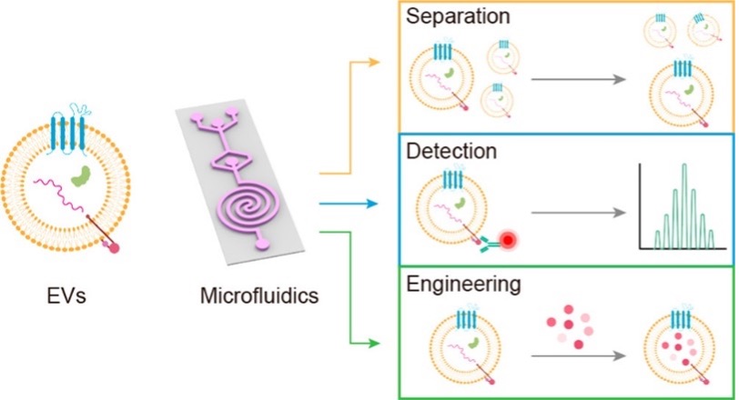 ACS Publications (@acspublications) on Twitter photo What can microfluidic platforms do for bioparticles? Learn about “Separation, Detection, and Engineering of Extracellular Vesicles” from Prof. Jiashu Sun and her team at <a href="/Nanocenter_/">National Center For Nanoscience and Technology</a> in this Account published in Accounts of Materials Research. go.acs.org/2jJ What can microfluidic platforms do for bioparticles? Learn about “Separation, Detection, and Engineering of Extracellular Vesicles” from Prof. Jiashu Sun and her team at <a href="/Nanocenter_/">National Center For Nanoscience and Technology</a> in this Account published in Accounts of Materials Research. go.acs.org/2jJ