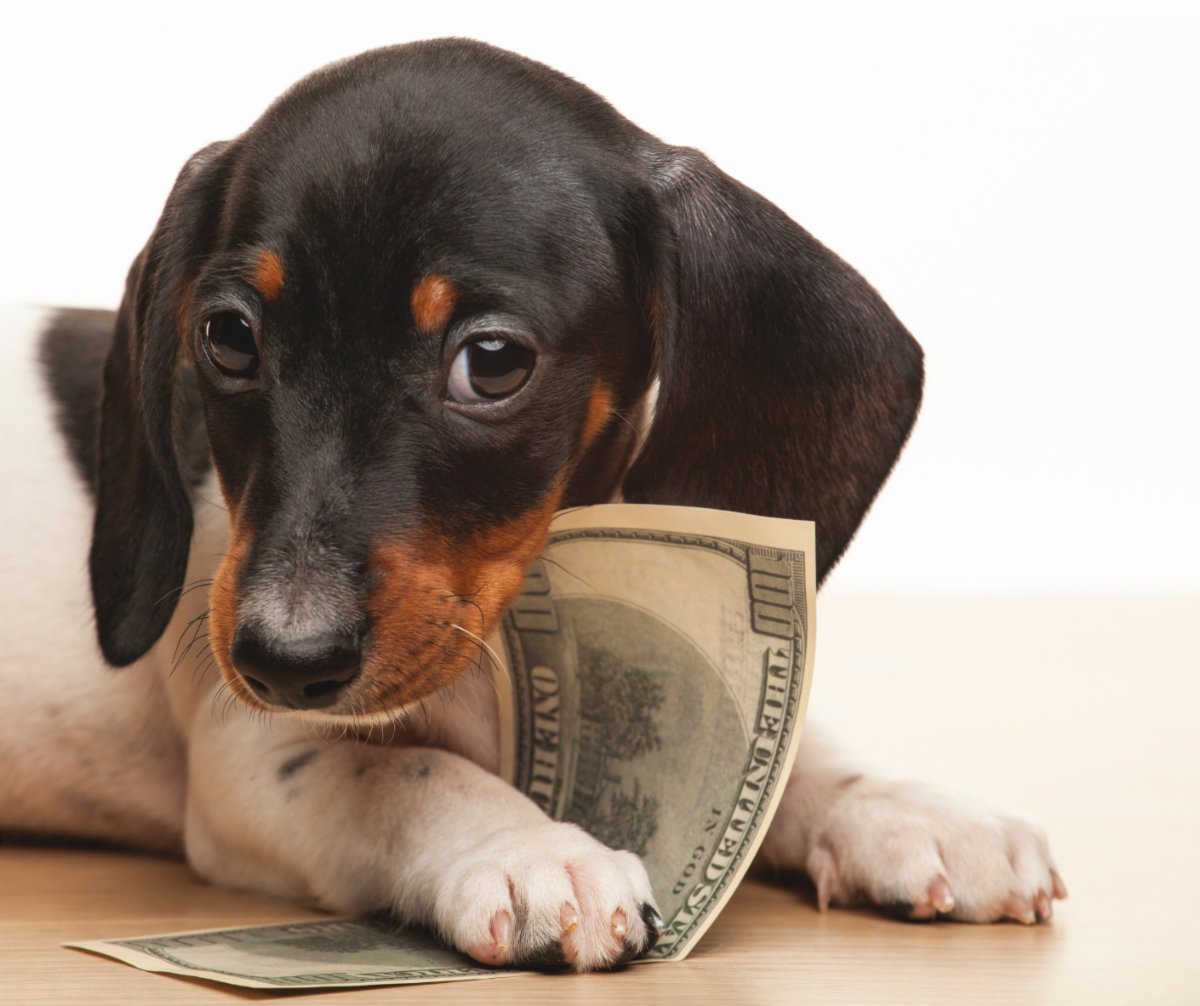 Win cash and help our homeless dogs! conta.cc/3Rkt9DC #wbcrdogs #blono #rescueworks #betheirvoice