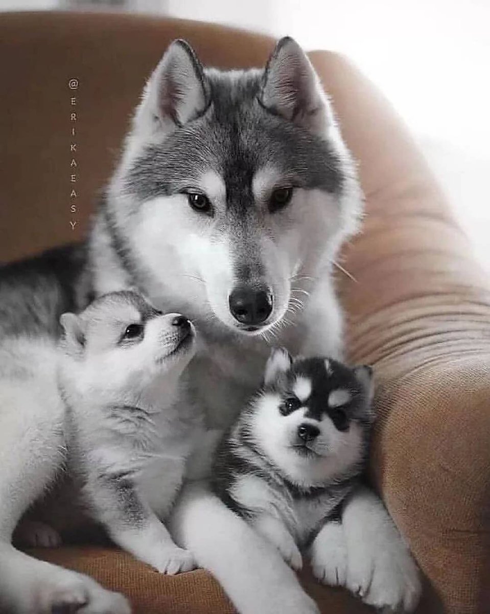 Say "yes"if you are a <a href="/HUSKYLOVERCOMM1/">HUSKY LOVER COMMUNITY</a>

<a href="/HUSKYLOVERCOMM1/">HUSKY LOVER COMMUNITY</a>

Conversation huskylover 

<a href="/HUSKYLOVERCOMM1/">HUSKY LOVER COMMUNITY</a>

Husky lover Aww 
TAG a friend Follow our page 

<a href="/HUSKYLOVERCOMM1/">HUSKY LOVER COMMUNITY</a>

<a href="/husky/">Husky 🐺</a> <a href="/HUSKYLOVERCOMM1/">HUSKY LOVER COMMUNITY</a> #huskylover #husky #huskylover #huskytwitter