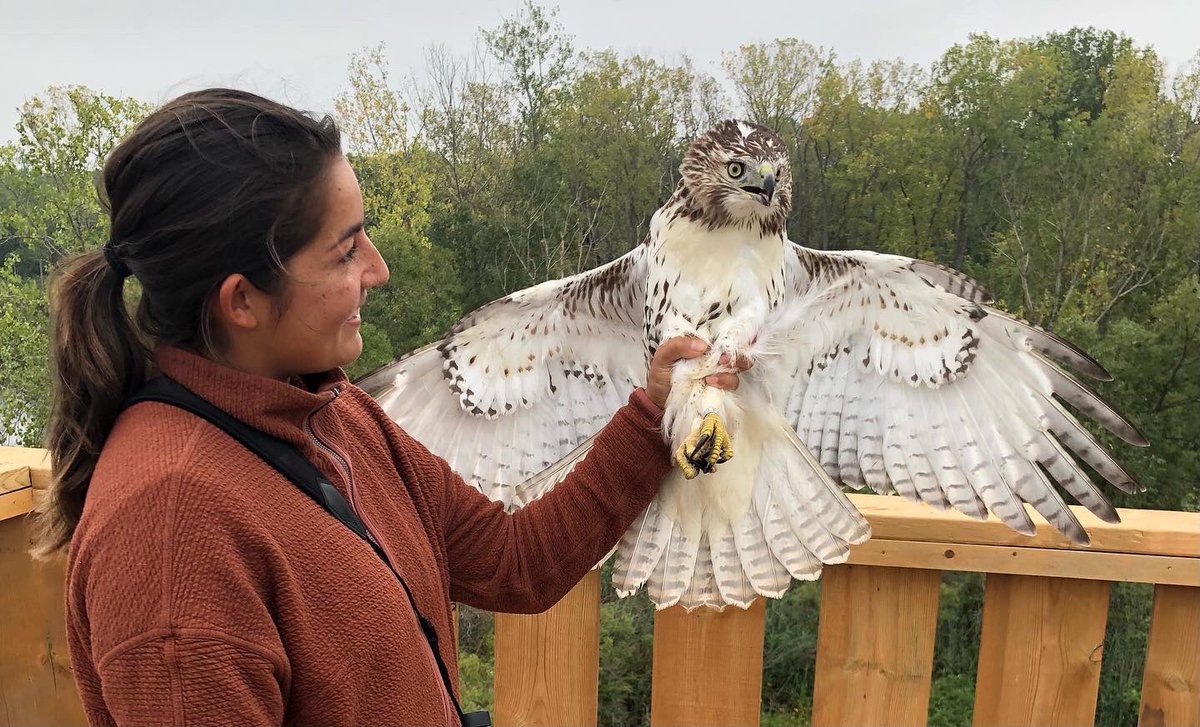 NShangi's tweet photo. What I’ve been up to this fall: monitoring the raptor migration @HolidayBeachMO, perks include releasing newly banded hawks from the tower! https://t.co/IOhRGlj309