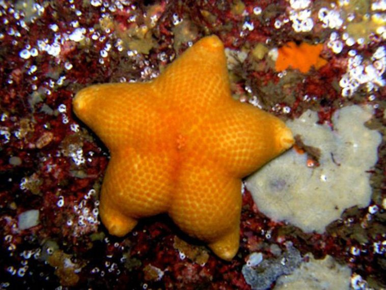 BichinhosFB's tweet photo. E essa bundinha da estrela do mar? https://t.co/AU1emHA6h5