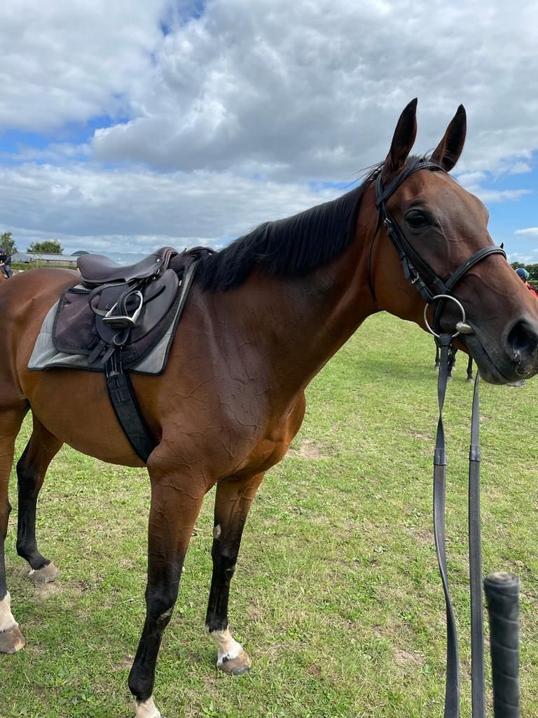 ClosuttonRacing's tweet image. Our Flemensfirth, 1/2 sister to Morning Run, Morning Supreme &amp;amp; Morning Edition (Dam of Jenny Wyse @PFNicholls) has been officially named “Morning Harriett” we hope she is lucky @WillieMullinsNH @jamesfent @ashroestud