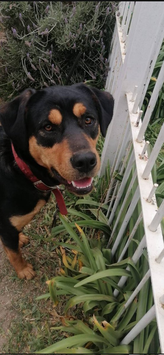 fasciolah's tweet photo. Somos Mei y Naiad, nuestras mamás nos adoptaron hace un tiempo pero ahora por razones de salud ya no nos pueden tener. Estamos buscando un hogar que nos reciba con mucho amor. Somos muy juguetonas y nos llevamos bien. Tenemos 1 año y 4 meses.
Contacto: 097273675 https://t.co/8nv5GuylTV