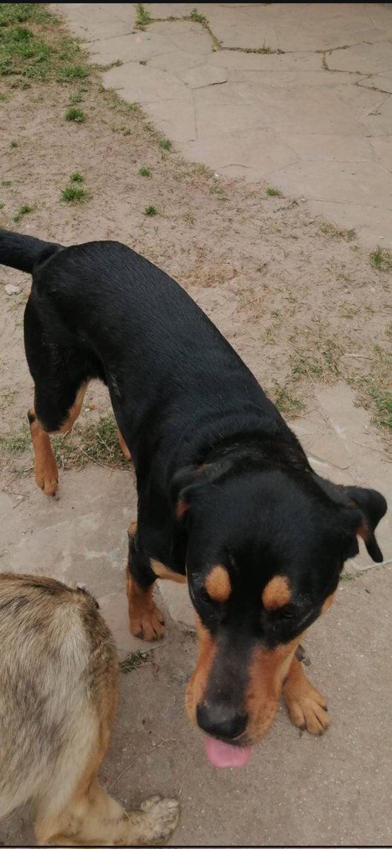 fasciolah's tweet photo. Somos Mei y Naiad, nuestras mamás nos adoptaron hace un tiempo pero ahora por razones de salud ya no nos pueden tener. Estamos buscando un hogar que nos reciba con mucho amor. Somos muy juguetonas y nos llevamos bien. Tenemos 1 año y 4 meses.
Contacto: 097273675 https://t.co/8nv5GuylTV
