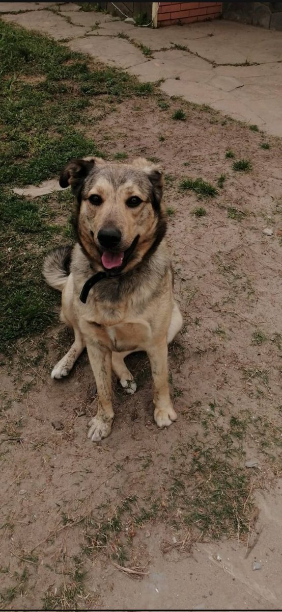 fasciolah's tweet photo. Somos Mei y Naiad, nuestras mamás nos adoptaron hace un tiempo pero ahora por razones de salud ya no nos pueden tener. Estamos buscando un hogar que nos reciba con mucho amor. Somos muy juguetonas y nos llevamos bien. Tenemos 1 año y 4 meses.
Contacto: 097273675 https://t.co/8nv5GuylTV