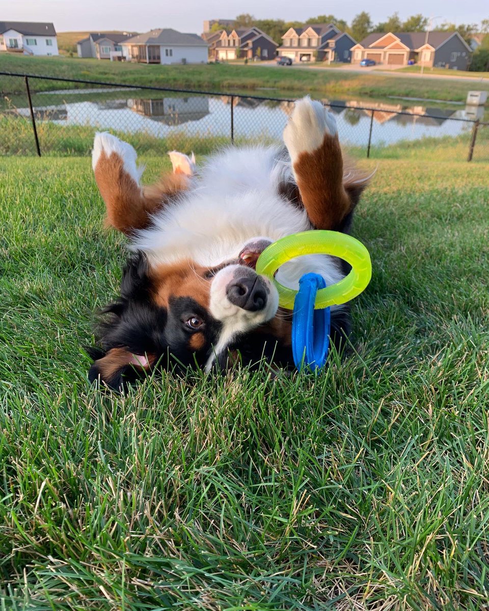 ceceliaaldine's tweet photo. Happy 1️⃣st birthday to our little love ❤️🎈 we are so grateful for your unconditional love and all of the joy you bring into our lives #dogsoftwitter #bernesemountaindog #birthday https://t.co/8wkMrqGad3