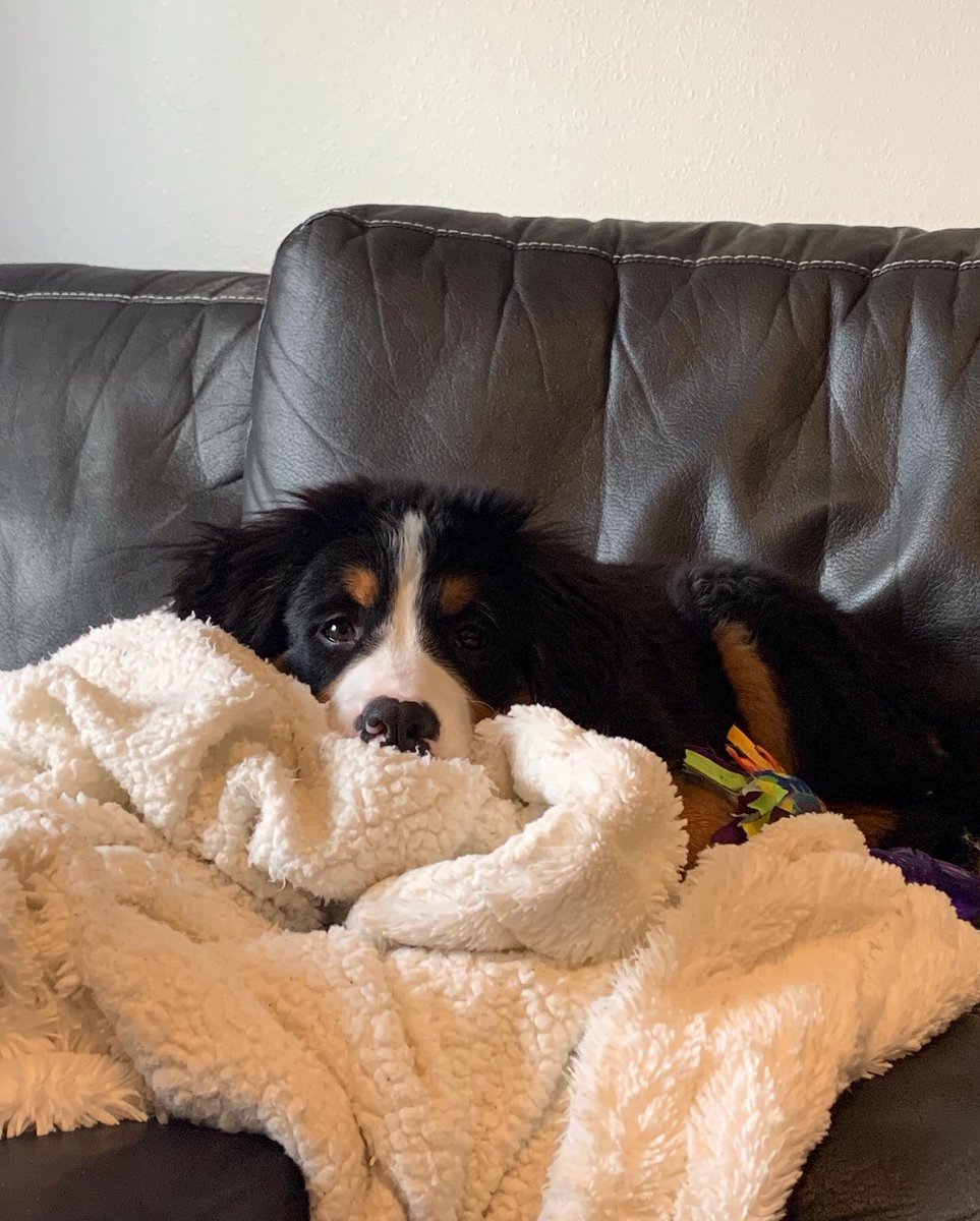 ceceliaaldine's tweet photo. Happy 1️⃣st birthday to our little love ❤️🎈 we are so grateful for your unconditional love and all of the joy you bring into our lives #dogsoftwitter #bernesemountaindog #birthday https://t.co/8wkMrqGad3