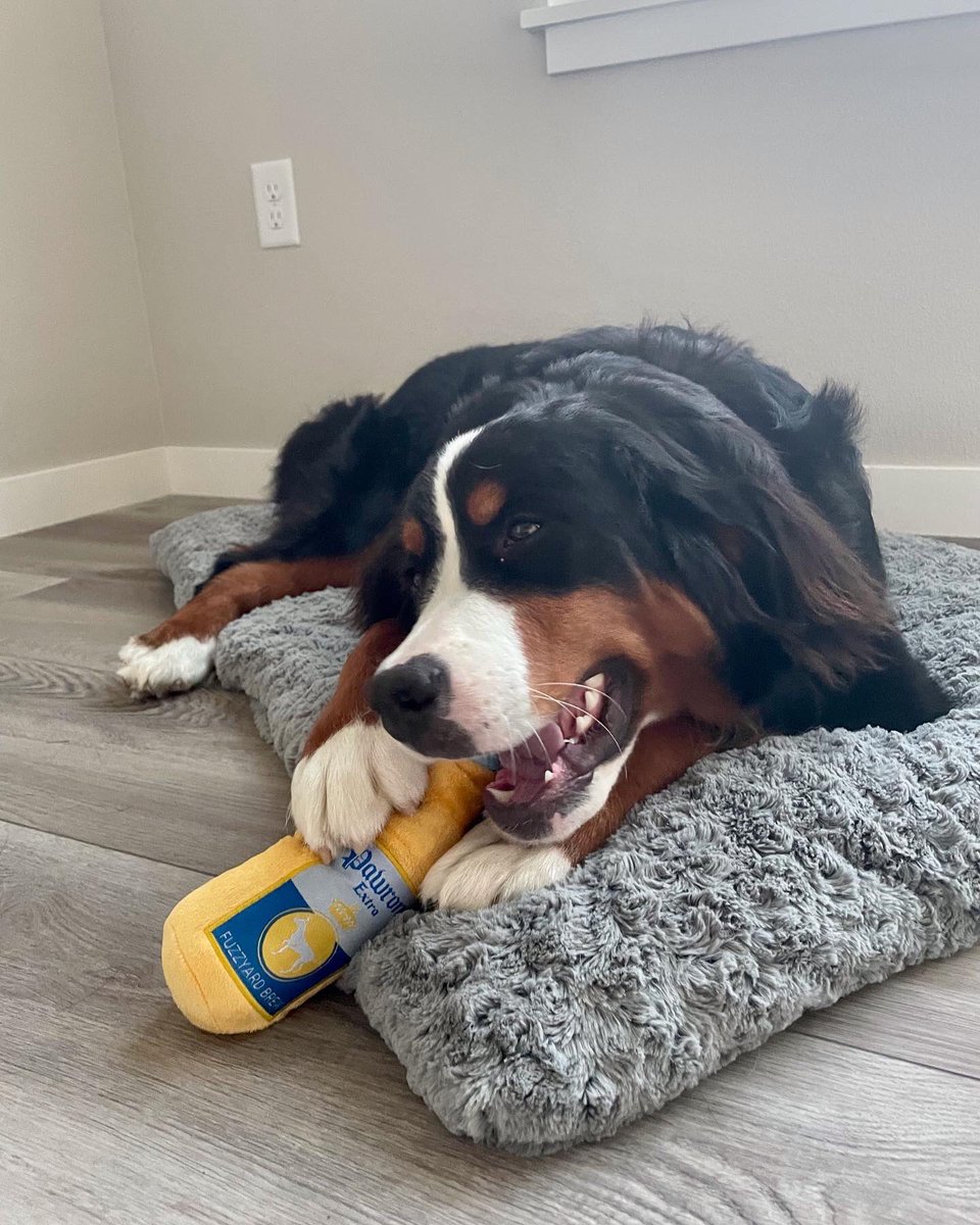 ceceliaaldine's tweet photo. Happy 1️⃣st birthday to our little love ❤️🎈 we are so grateful for your unconditional love and all of the joy you bring into our lives #dogsoftwitter #bernesemountaindog #birthday https://t.co/8wkMrqGad3