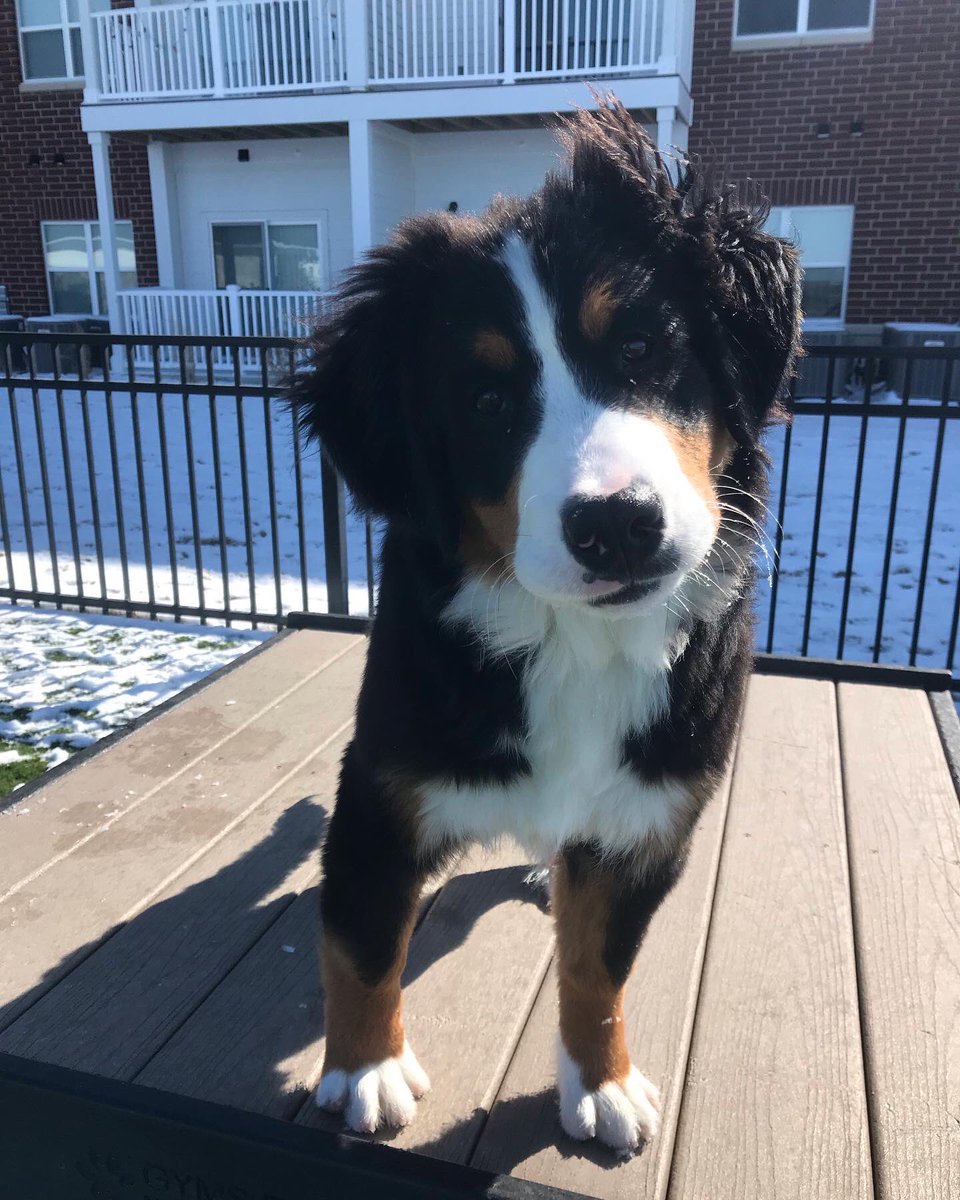 ceceliaaldine's tweet photo. Happy 1️⃣st birthday to our little love ❤️🎈 we are so grateful for your unconditional love and all of the joy you bring into our lives #dogsoftwitter #bernesemountaindog #birthday https://t.co/8wkMrqGad3