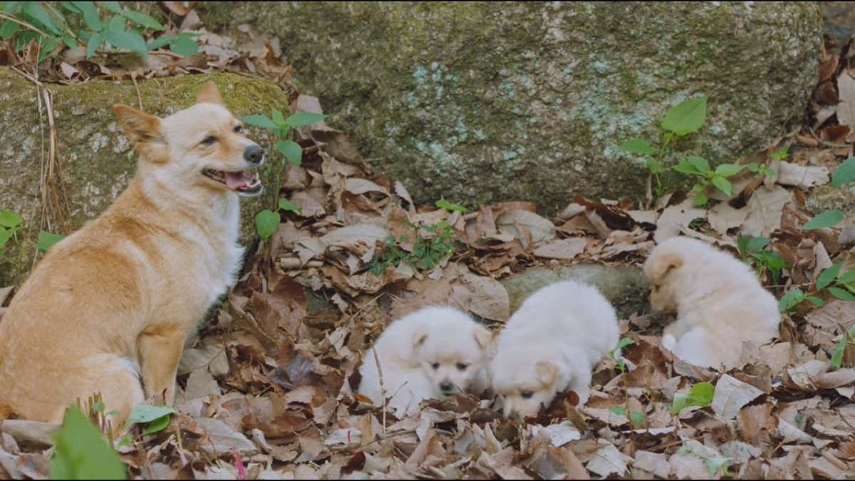 iconickdramas's tweet photo. And if you're an animal lover, this drama features a lot of animals because the male lead is a veterinarian. I'll miss Nurungi  🥹🤍  #OnceUponASmallTown #OnceUponASmallTownEp12 https://t.co/WOwjfXTYGl