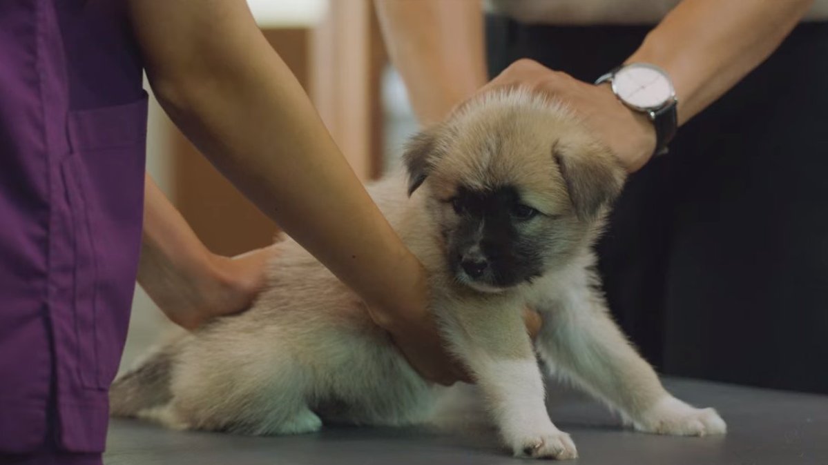 iconickdramas's tweet photo. And if you're an animal lover, this drama features a lot of animals because the male lead is a veterinarian. I'll miss Nurungi  🥹🤍  #OnceUponASmallTown #OnceUponASmallTownEp12 https://t.co/WOwjfXTYGl