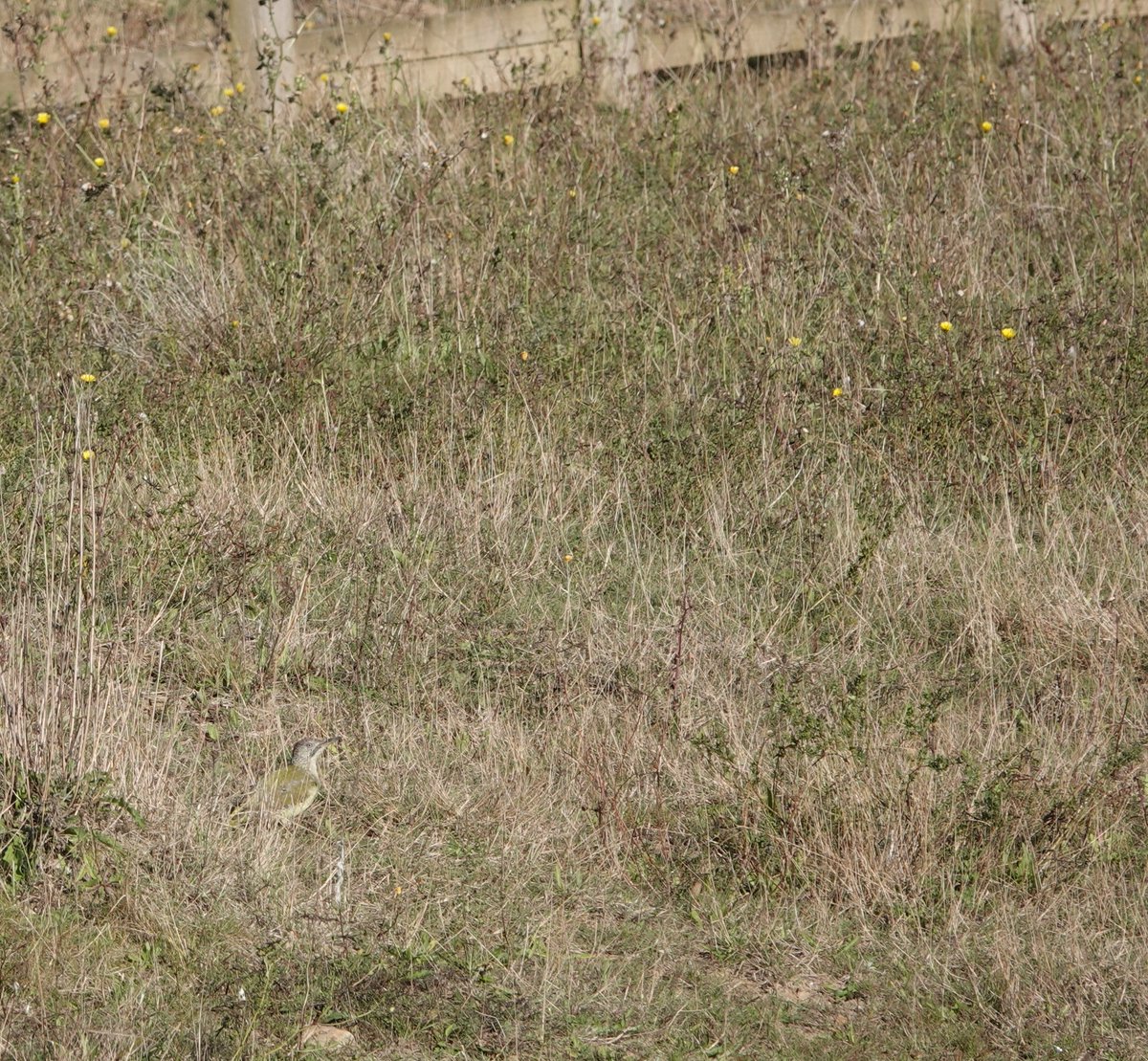 ellisethan's tweet photo. Four duck day!! 
Mallard, Teal, Wigeon and Tufty on Tip this morning.
Young Green Woodpecker and a Sprawk with eyes in the back of its heed. Though it's the numerous Wagtails it's harrassing on water works that needs them.
@nybirdnews @YorkBirding https://t.co/CIwPKnbIms