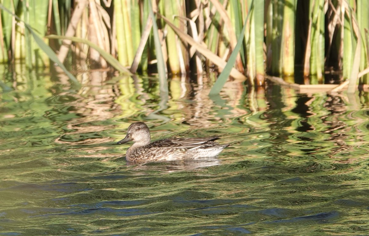 ellisethan's tweet photo. Four duck day!! 
Mallard, Teal, Wigeon and Tufty on Tip this morning.
Young Green Woodpecker and a Sprawk with eyes in the back of its heed. Though it's the numerous Wagtails it's harrassing on water works that needs them.
@nybirdnews @YorkBirding https://t.co/CIwPKnbIms