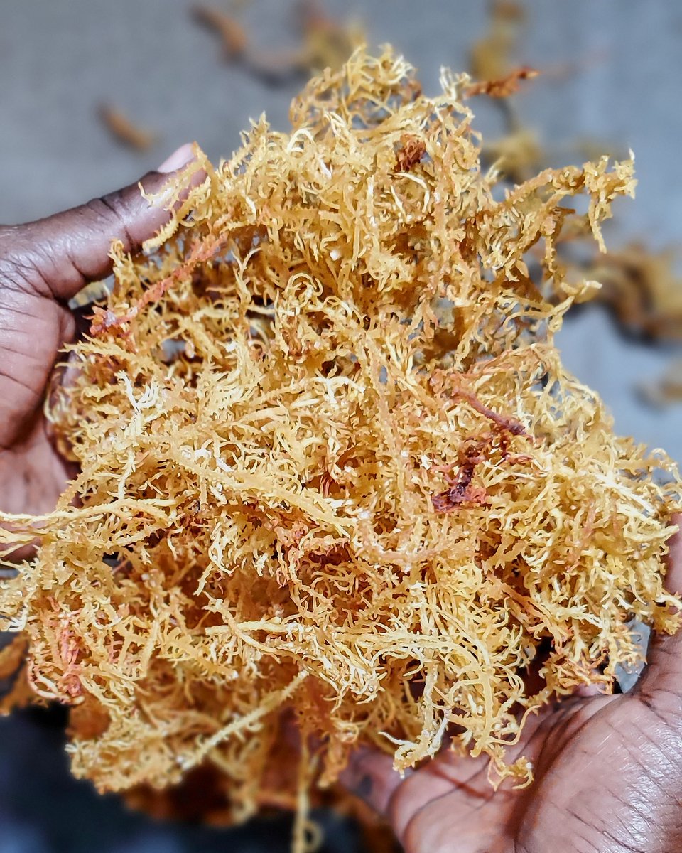 francismtey's tweet photo. Mzigo mpya wa Seamoss umewasili, Muda huu.
Kwa wale wateja wakukuza na kutunza #NDEVU, DM ipo wazi. Seamoss hii ni very pure 'GRADE A' #seamoss https://t.co/74tc4ZzKPE