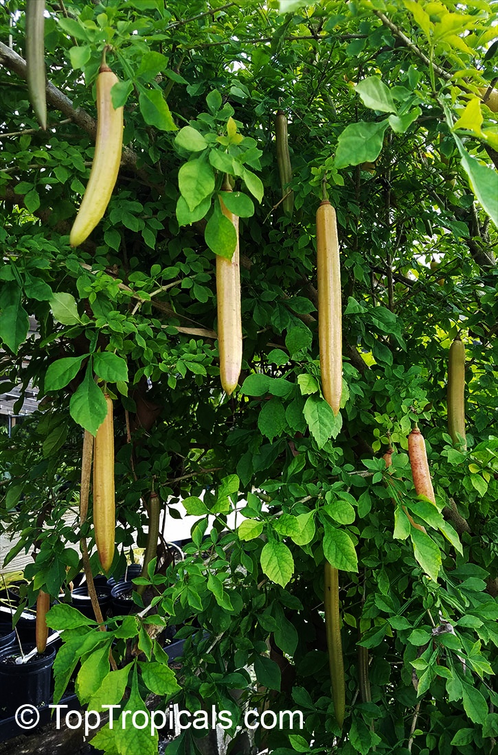 toptropicals's tweet photo. Candle Tree (#Parmentieraedulis) is highly #ornamentaltree with interesting leaves and the greenish-cream flowers. The 1ft long fruit resembles a greenish-yellow cucumber. The fibrous fruit is juicy and sweet.
https://t.co/ZsK1QXku1R
#unusualplants
#rareplants
#WednesdayWisdom https://t.co/Bftuhy1U5Q