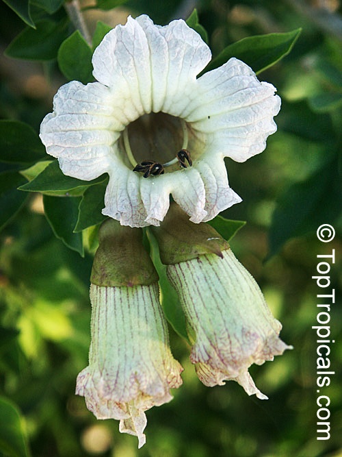 toptropicals's tweet photo. Candle Tree (#Parmentieraedulis) is highly #ornamentaltree with interesting leaves and the greenish-cream flowers. The 1ft long fruit resembles a greenish-yellow cucumber. The fibrous fruit is juicy and sweet.
https://t.co/ZsK1QXku1R
#unusualplants
#rareplants
#WednesdayWisdom https://t.co/Bftuhy1U5Q
