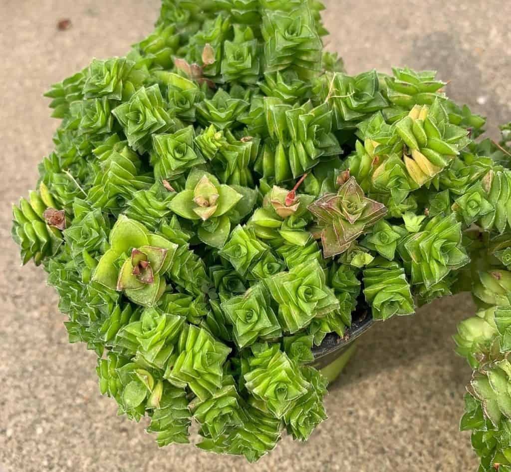 FdvuehyXkAAN4JW Crassula Susannae: Care And Propagation Guide