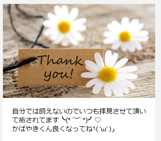 備忘録 かばやきを手術してもらおう シマヘビ Togetter