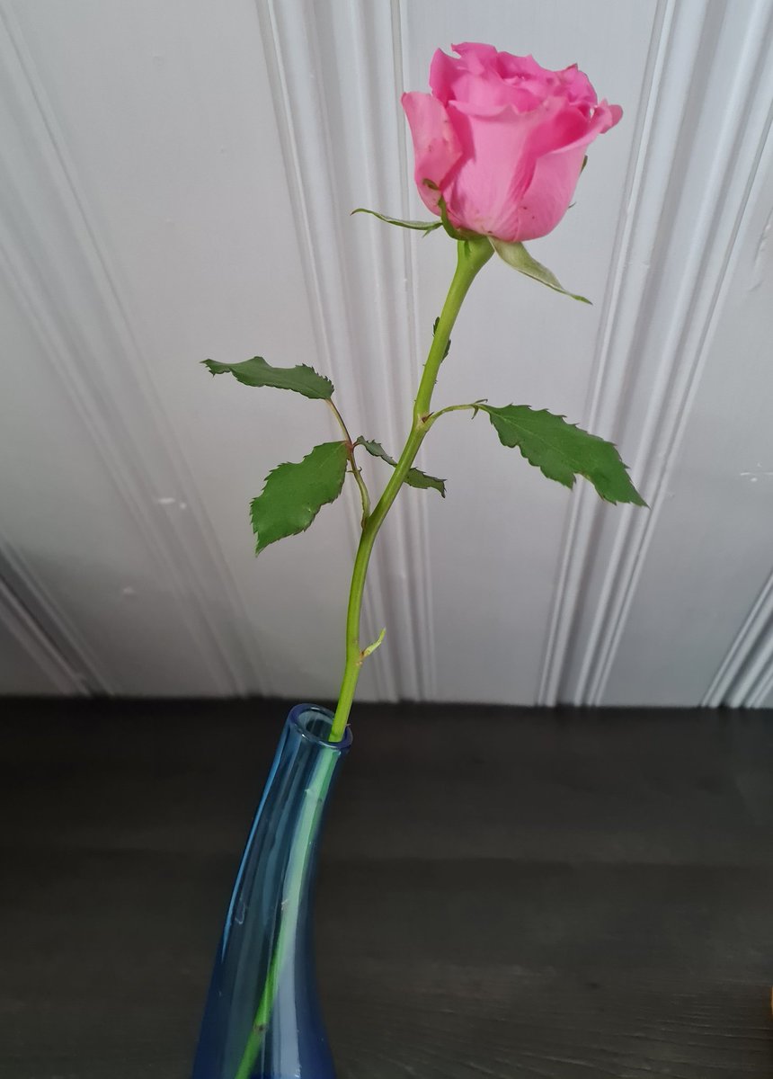 Mit einer Rose kriegt man mich IMMER 😊😇