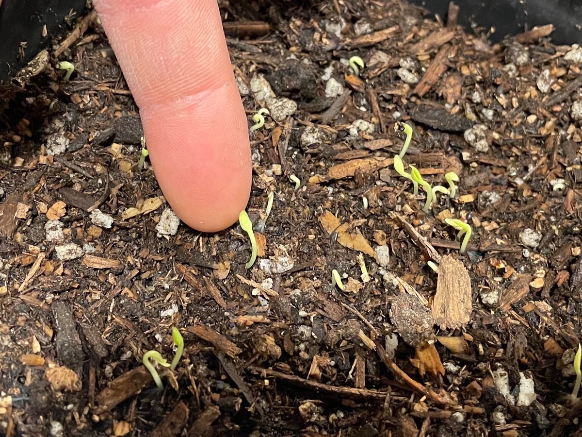 CodyDon Reeder on Twitter "Dragon fruit seedlings. https//t.co