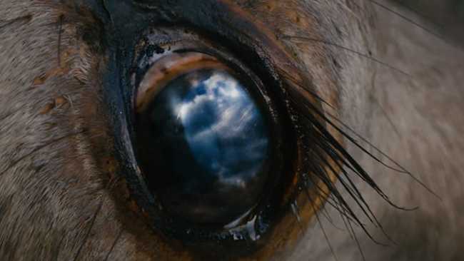 CinemaSniffers's tweet photo. CSS: EXTRA CREDIT #andthewholeskyfitinthedeadcowseye https://t.co/cyzDkemLdw